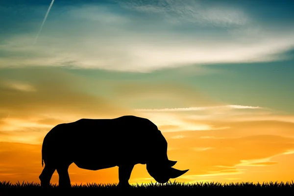 Rhino bij zonsondergang — Stockfoto