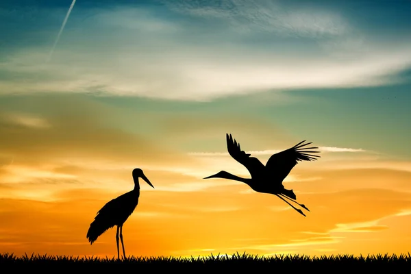 Storks at sunset — Stock Photo, Image