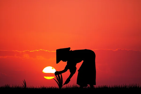 Gün batımında Asyalı çiftçi — Stok fotoğraf