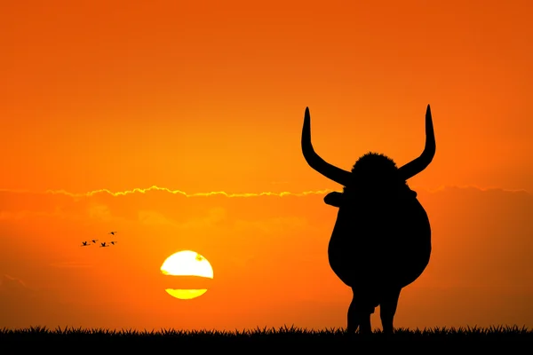 Byk na zachodzie słońca — Zdjęcie stockowe