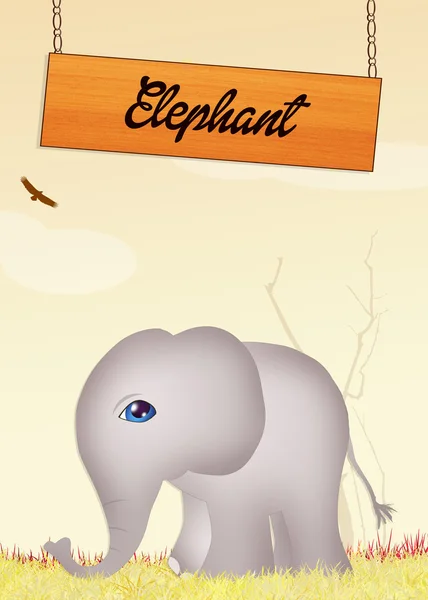 Éléphant — Photo