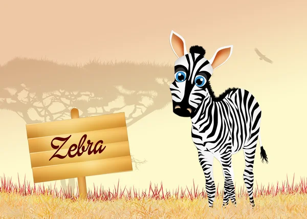 Zebra. — Fotografia de Stock