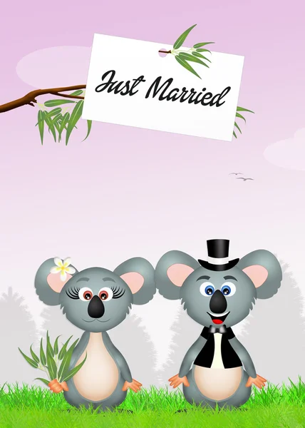 Matrimonio dei koala — Foto Stock