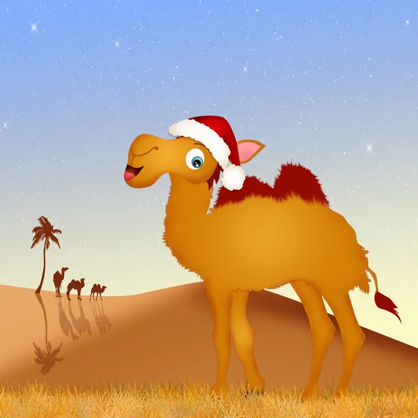 Camel with Christmas hat — Stock Photo, Image