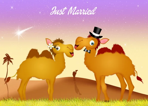 Wedding of camels — Stock Photo, Image
