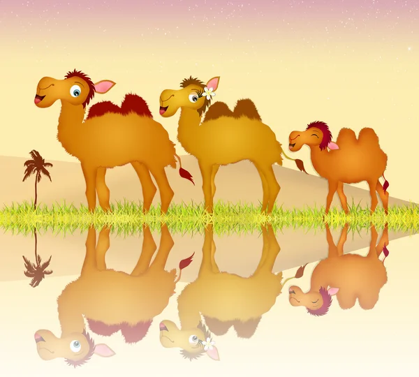 Camels family — Stock Photo, Image
