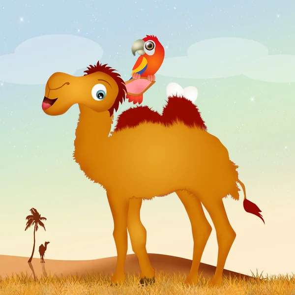 Papegoja Bon på kamel — Stockfoto
