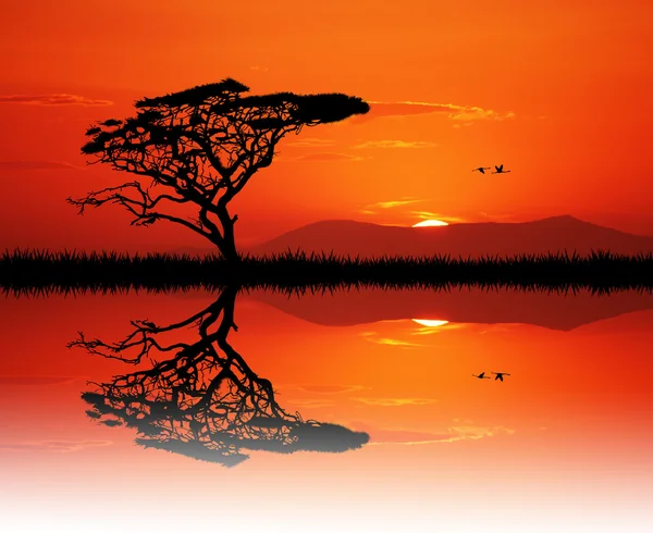 Arbre africain au coucher du soleil — Photo