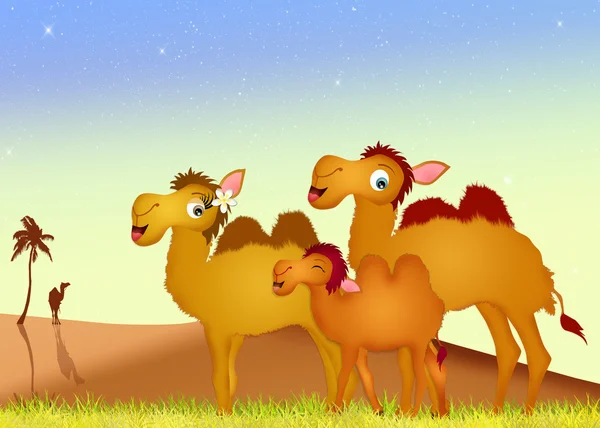 Familjen kameler — Stockfoto