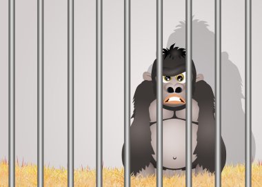 Hayvanat bahçesindeki goril