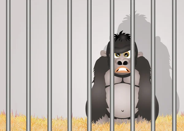 Gorilla az állatkertben — Stock Fotó