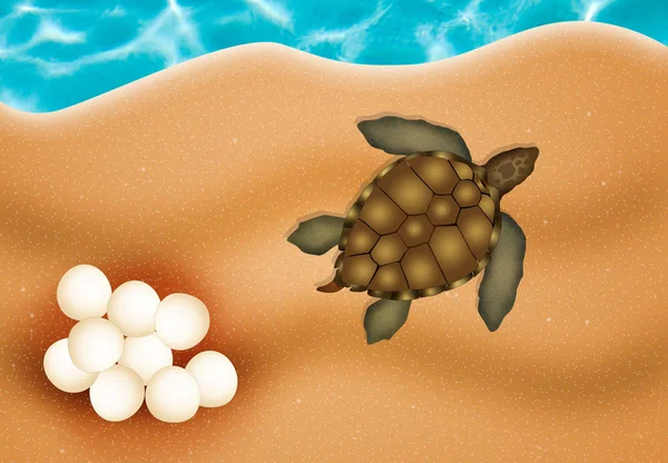Jaj żółwia morskiego — Zdjęcie stockowe
