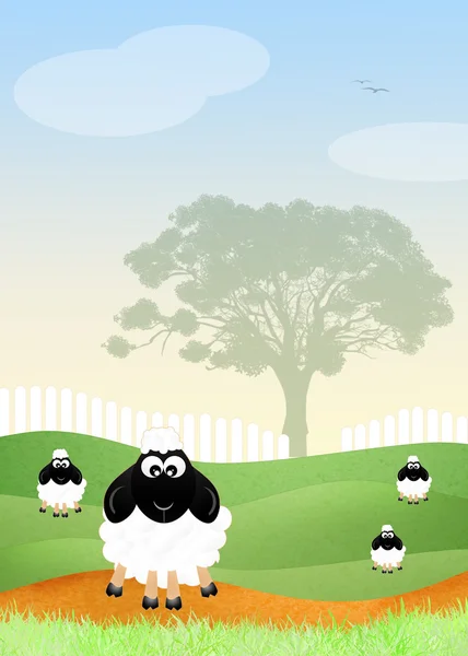 Sheeps in het veld — Stockfoto