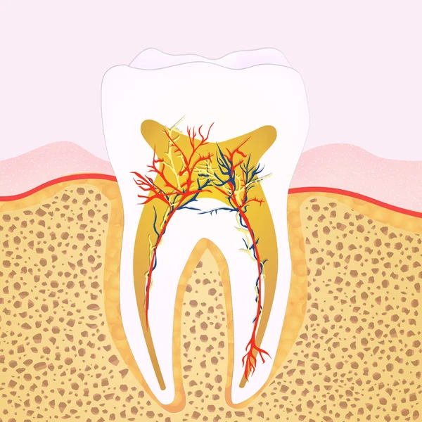 Il dente — Foto Stock