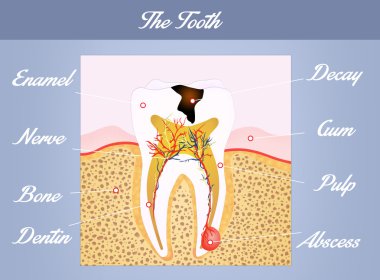 Tooth anatomy clipart
