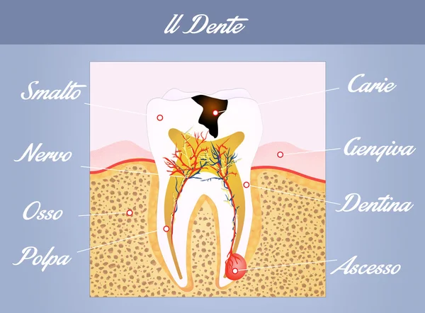 Anatomia dei denti — Foto Stock