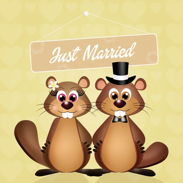 Casamento de marmotas — Fotografia de Stock