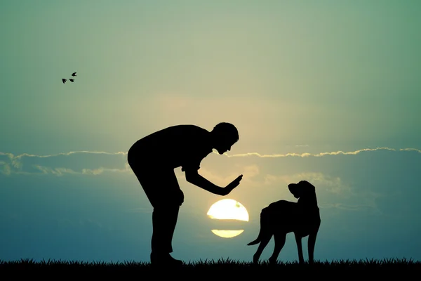 Cão treinado — Fotografia de Stock