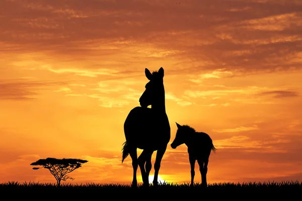 Zebror silhuett i solnedgången — Stockfoto