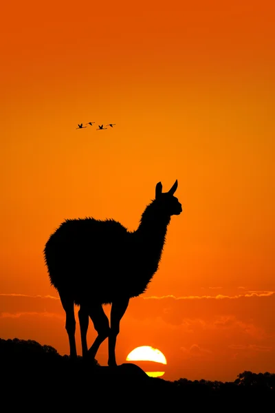 Lama vid solnedgången — Stockfoto