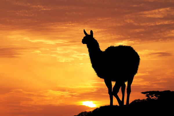 Lama silhouette at sunset