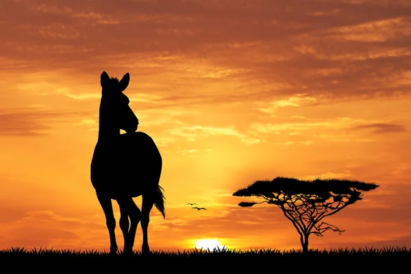 Zebre al tramonto — Foto Stock