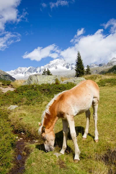 Wild horses — Stock Photo, Image