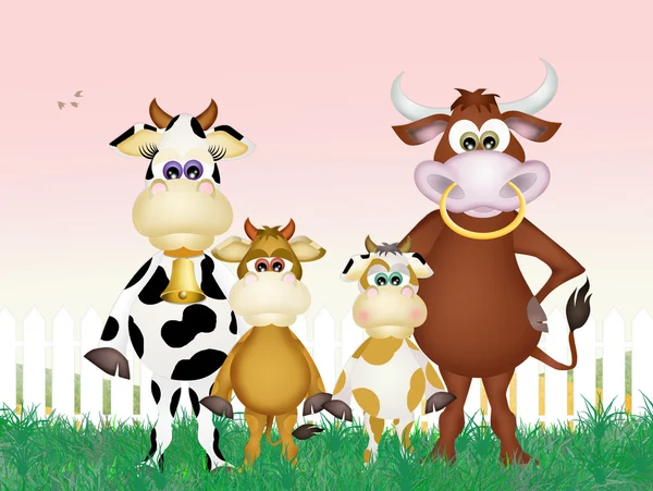 Familie van koeien — Stockfoto