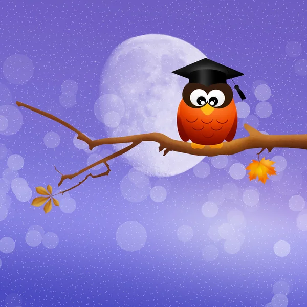 Owl graduate on branches — Stock Photo, Image