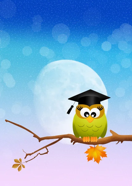 Owl graduate on branch — Stock Photo, Image