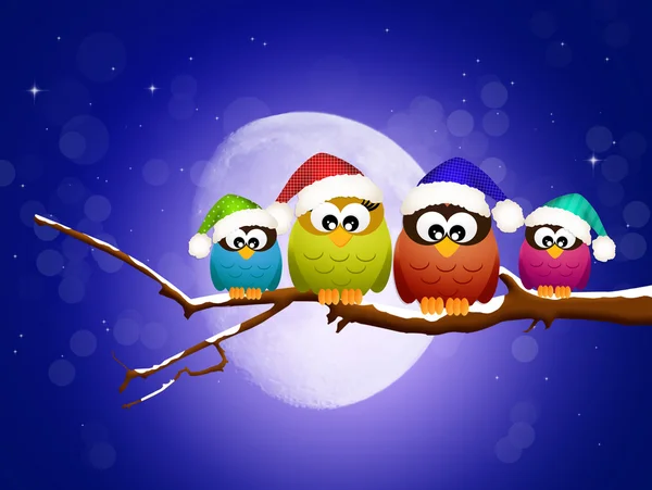 Owls on branches at Christmas — Stock Photo, Image