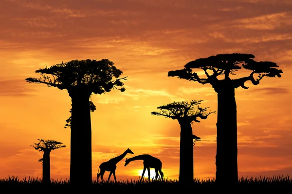 Baobab silhouette at sunset — Stock Photo, Image