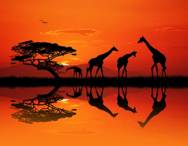 长颈鹿在非洲风景 — 图库照片