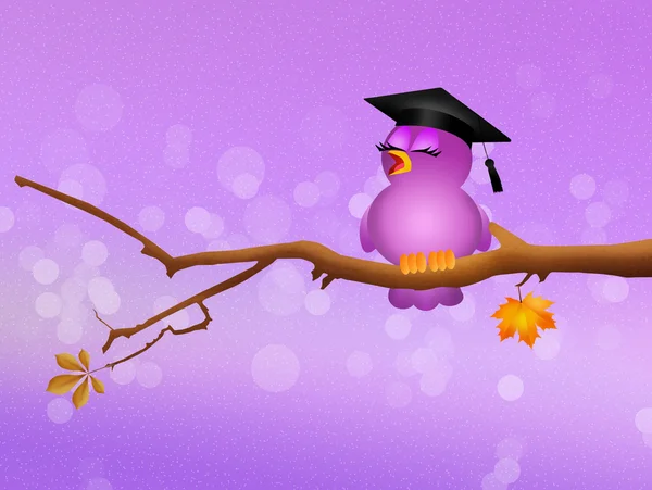 Bird graduate on branche — Stock Photo, Image