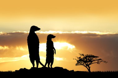 Meerkats at sunset clipart