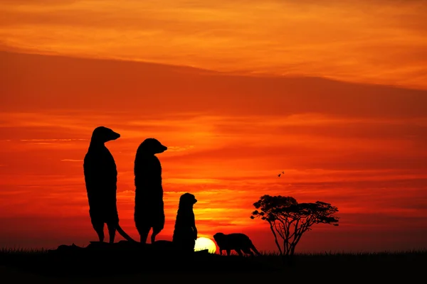 Stokstaartjes bij zonsondergang — Stockfoto