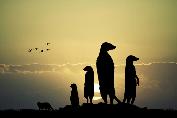 Meerkats sziluett naplementekor — Stock Fotó