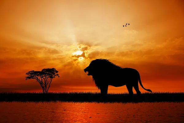 Lion on river at sunset — Stock Photo, Image