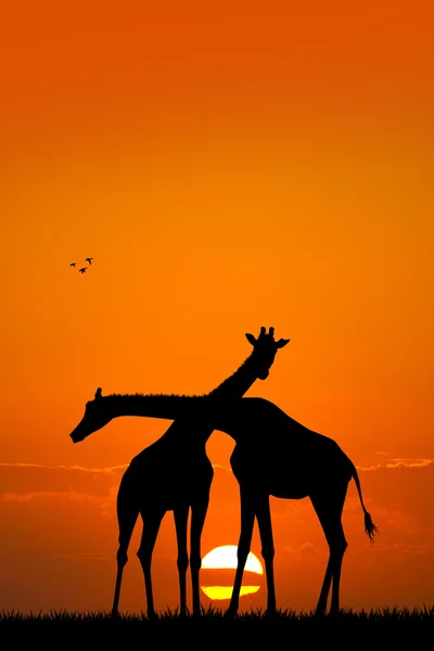 Casal girafa ao pôr do sol — Fotografia de Stock