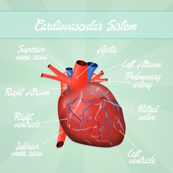 Esquema del sistema cardiovascular —  Fotos de Stock