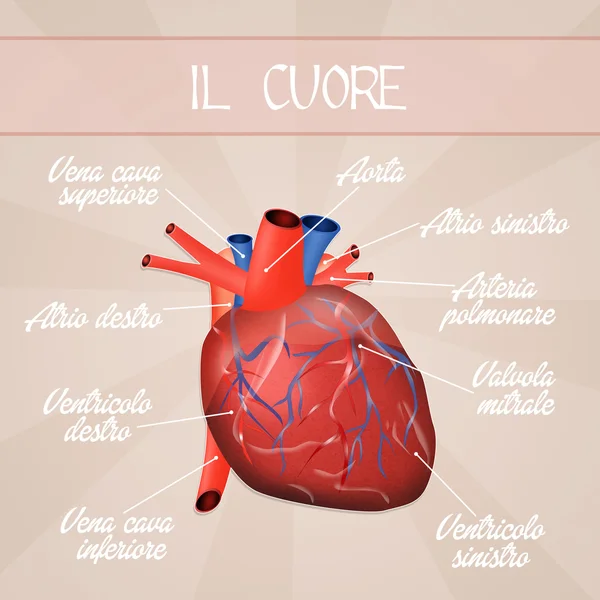 Esquema del corazón humano — Foto de Stock