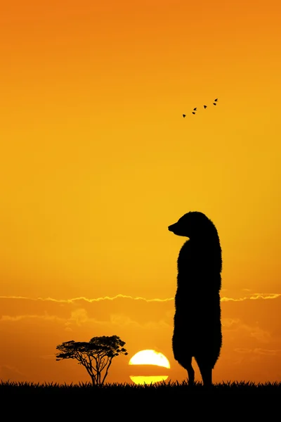 Meerkats vid solnedgången — Stockfoto