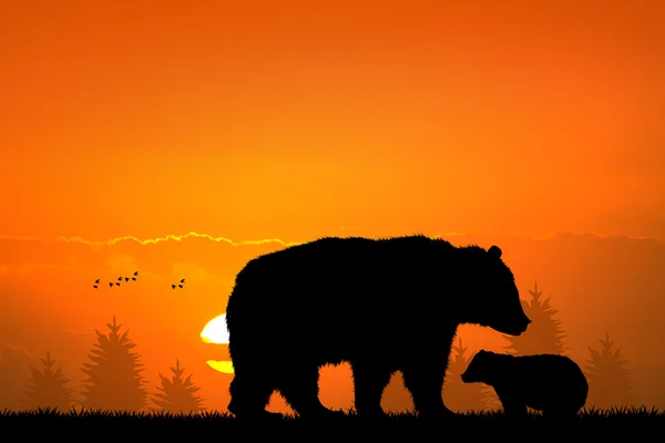 Oso pardo y oso bebé en el bosque —  Fotos de Stock