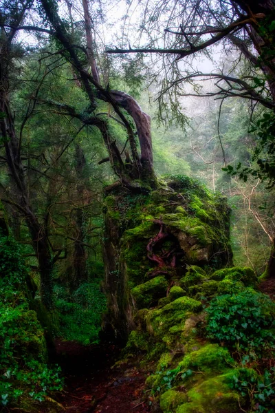 Mystérieux Bois Couvert Mousse Une Légère Brume — Photo