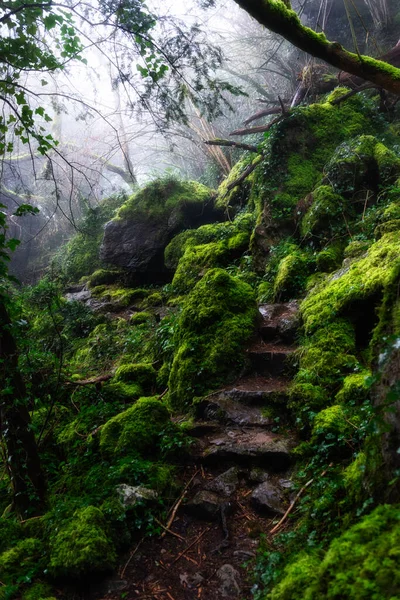 Ein Geheimnisvoller Wald Mit Moos Und Leichtem Nebel — Stockfoto