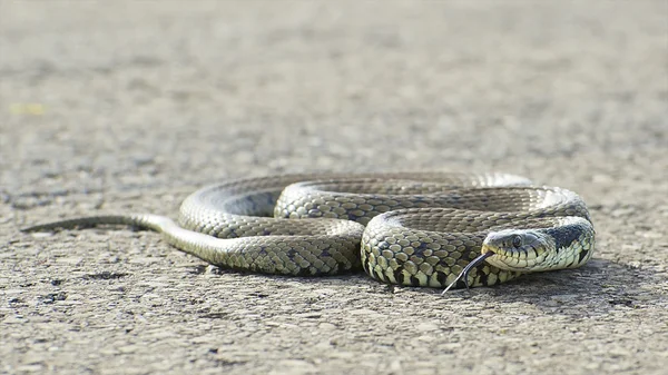 Serpente d'erba britannico — Foto Stock