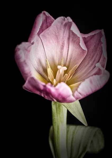 꽃이 피다 — 스톡 사진