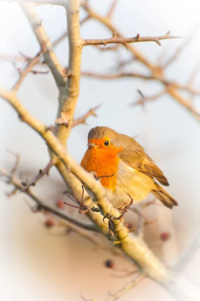 Robin peito vermelho — Fotografia de Stock