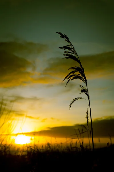 Silhueta de grama ao pôr do sol — Fotografia de Stock