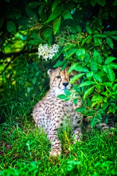 Cheetah in Cover — Stock Photo, Image